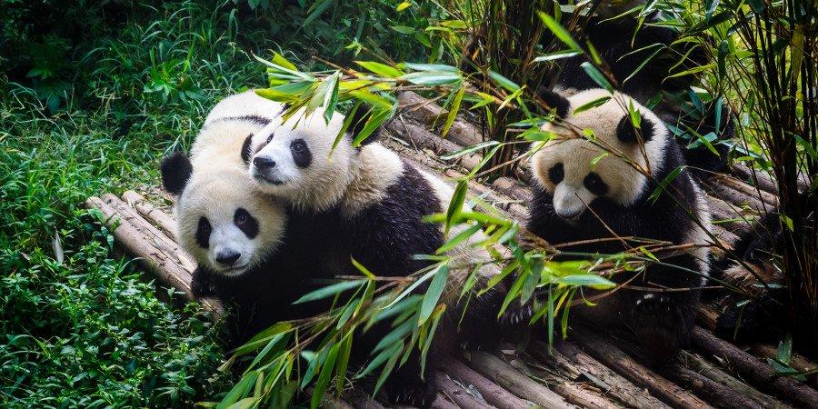 I Panda di Chengdu